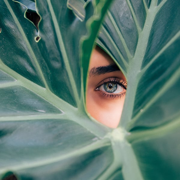 Les yeux bleus jettent un œil à travers les feuilles