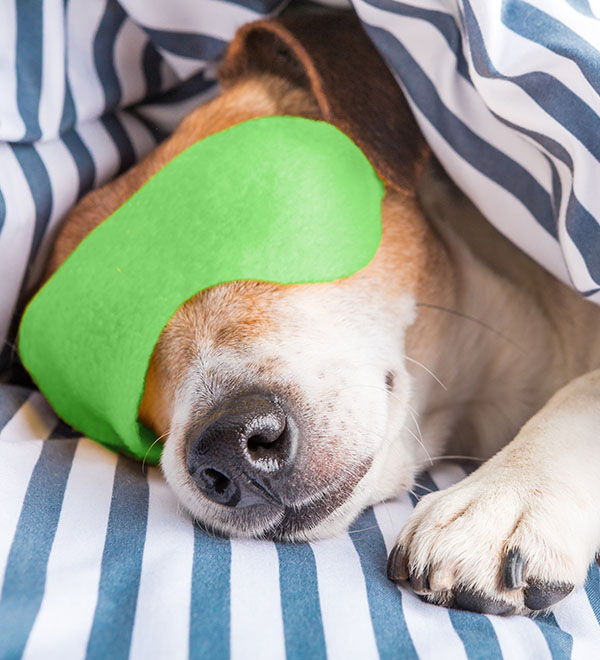 Hond met oogmasker op slaapt onder een deken
