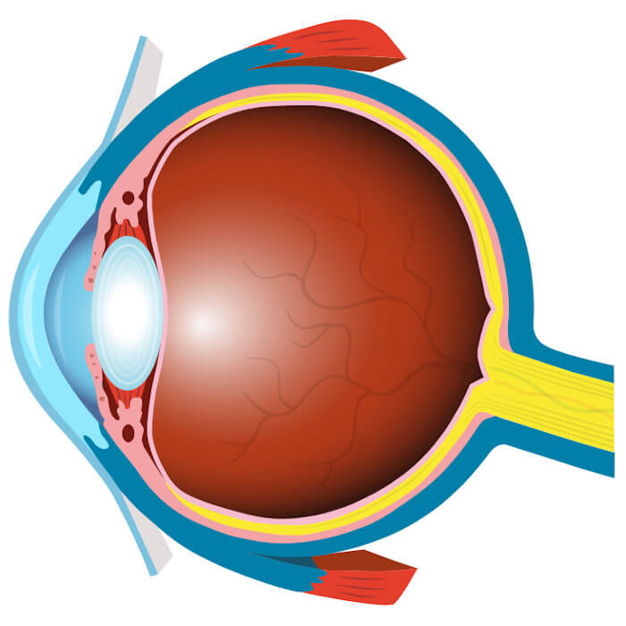 Human Eye | Vision Direct UK
