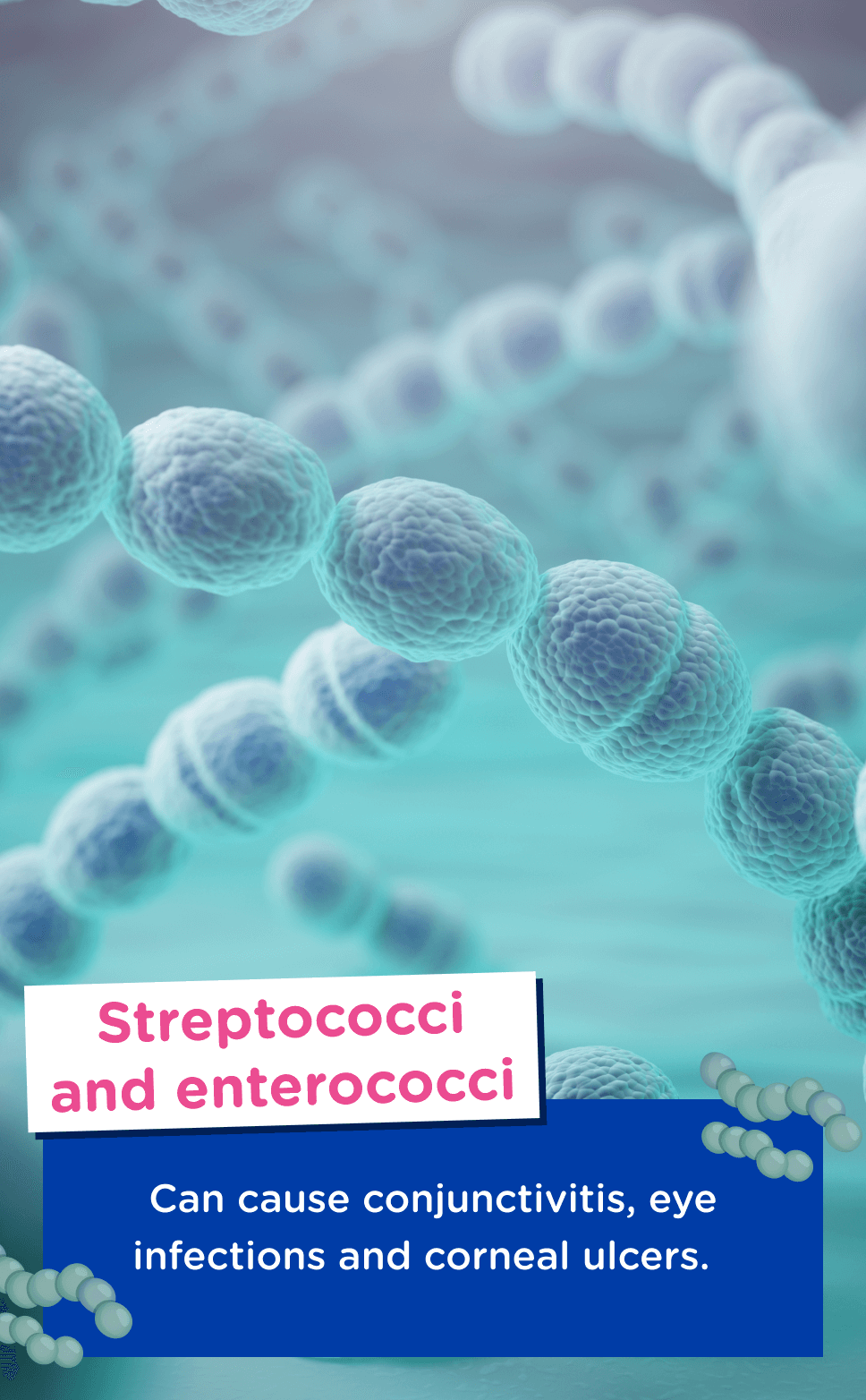 Image of streptococci and enterococci